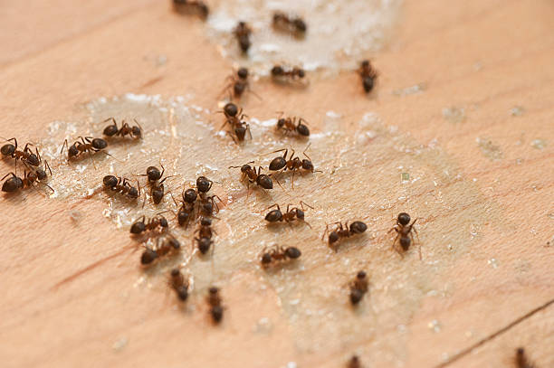 Best Commercial Pest Control Services  in Pennville, PA